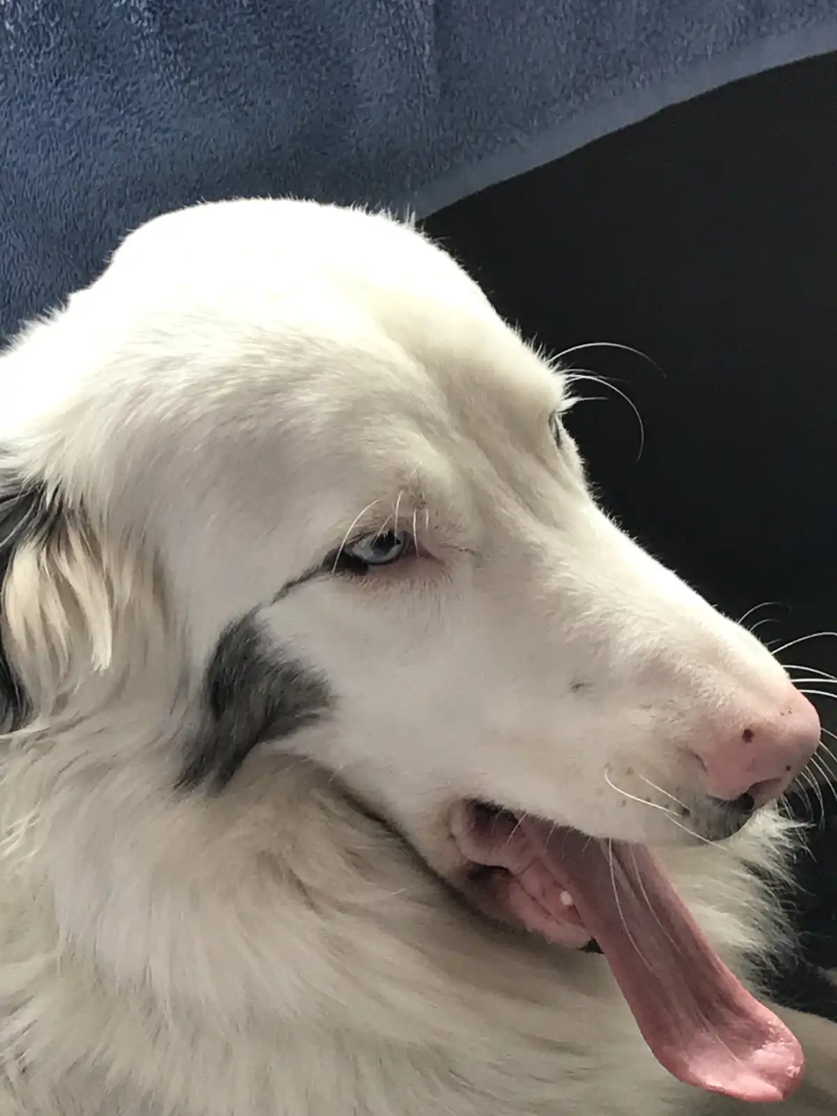 A close-up of a white dog with blue eyes and a pink tongue hanging out, resting against a blue and black background. The dog…