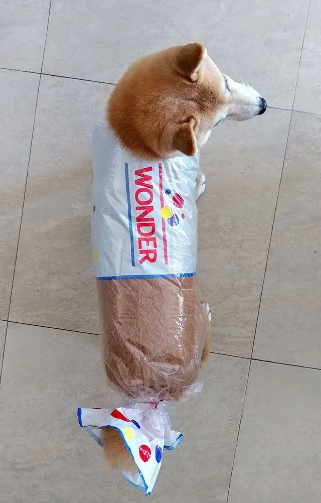 A brown and white dog is wrapped in a clear plastic bag that has the 'WONDER' brand logo printed on it, resembling a loaf of…