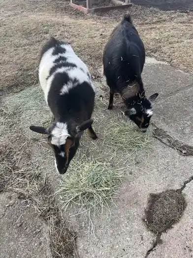 Two goats are eating hay on a cracked concrete surface, with one goat having a black and white coat and the other being…