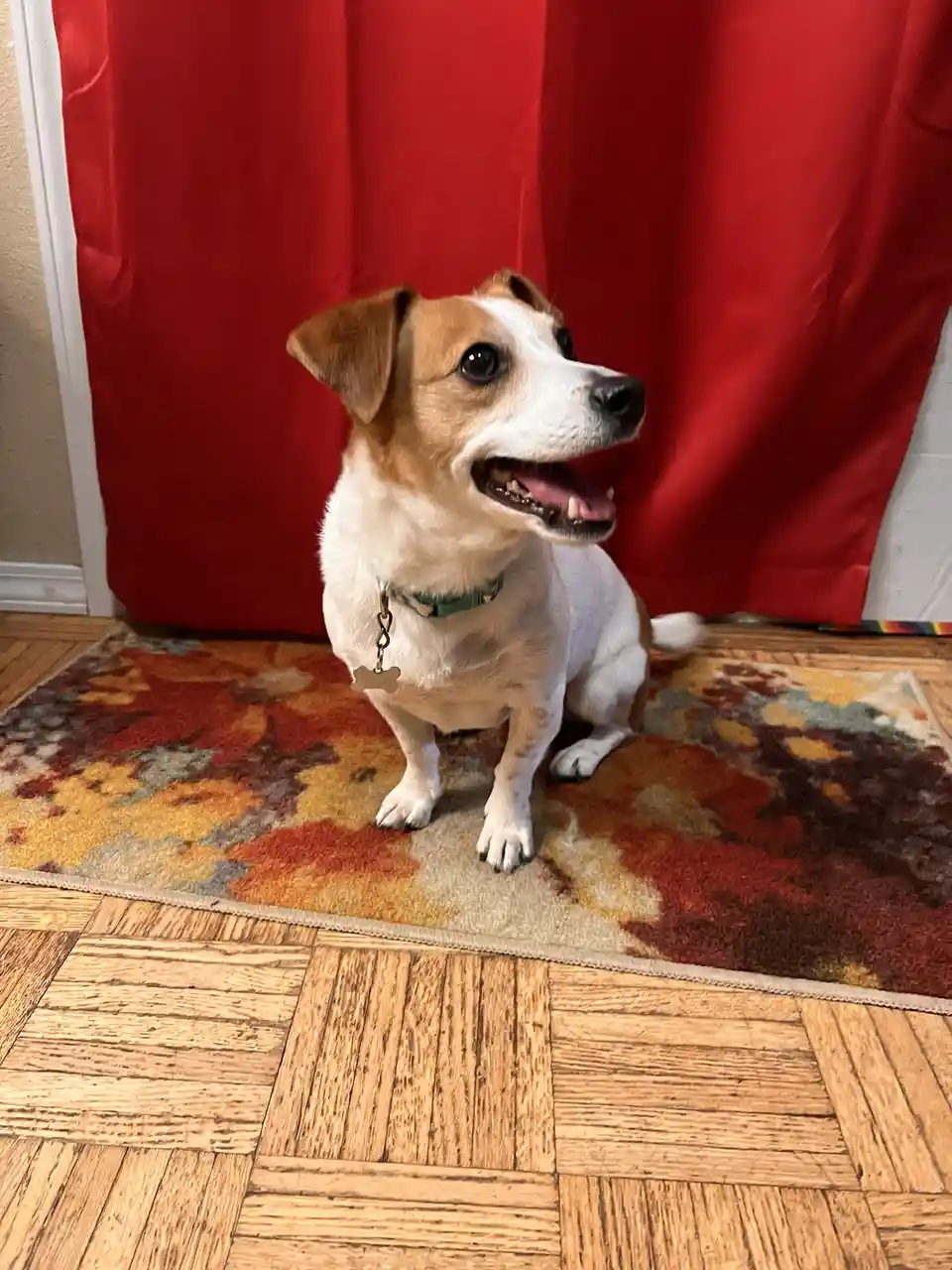 A small white and tan dog with floppy ears sits attentively on a colorful rug in front of a red curtain, wearing a green…