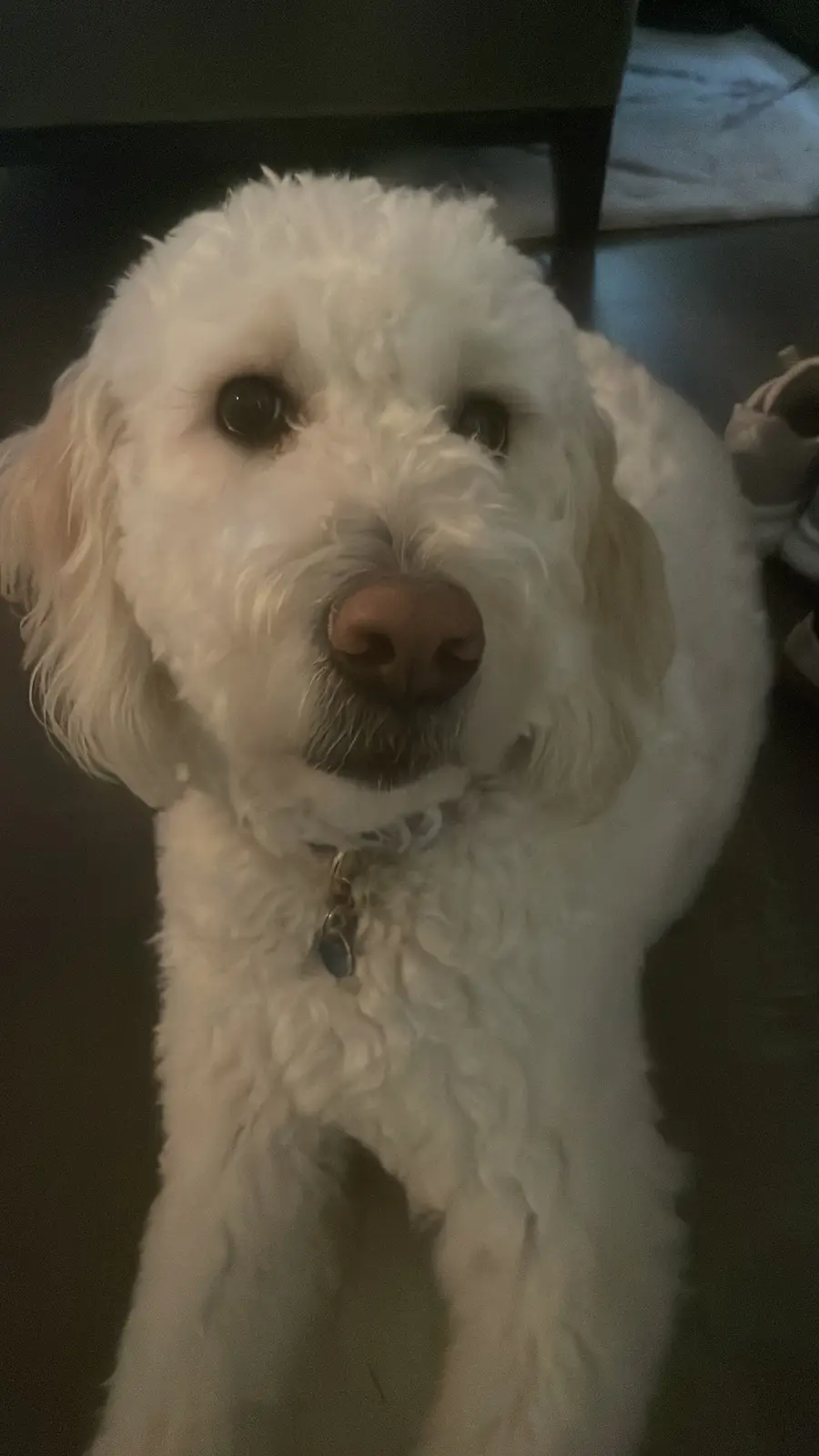 A close-up photo of a fluffy white dog with dark eyes and a pink nose, looking directly at the camera. The dog wears a…