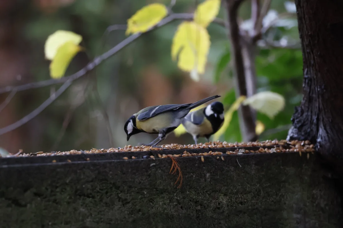 Two great tits are perched on a stone ledge covered in birdseed, one actively pecking while the other stands behind it. The…