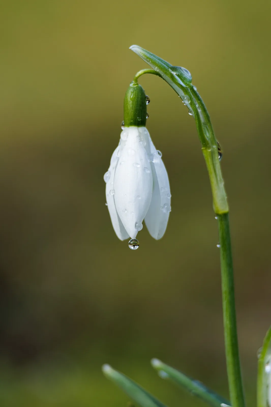 Nature's Daily Delight #91: The Elegant Snowdrop Bloom