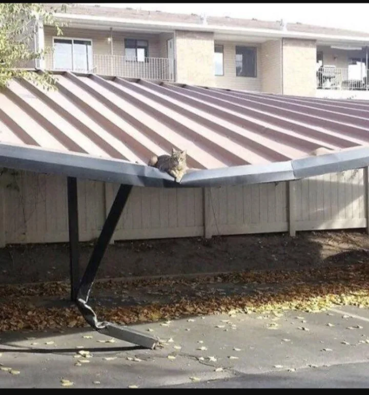 A tabby cat is lounging on the edge of a severely bent metal carport roof, which is visibly sagging downward. The background…