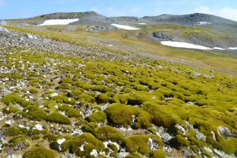 A wide landscape photo shows a rocky, moss-covered hillside with patches of snow in the distance under a blue sky. Overlaid…