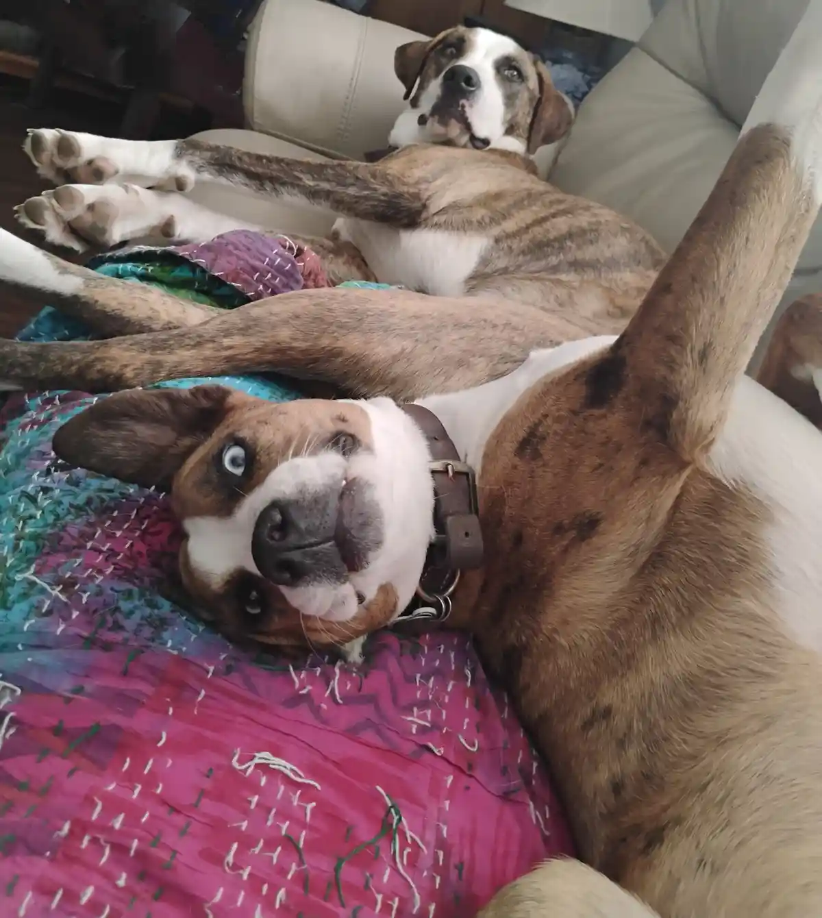 A brindle and white dog lies on its back on a colorful quilt, looking up at the camera with one blue eye and one brown eye…