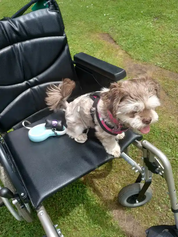 A small, fluffy brown and white dog wearing a pink harness sits in a black wheelchair on a grassy lawn. The dog has its…