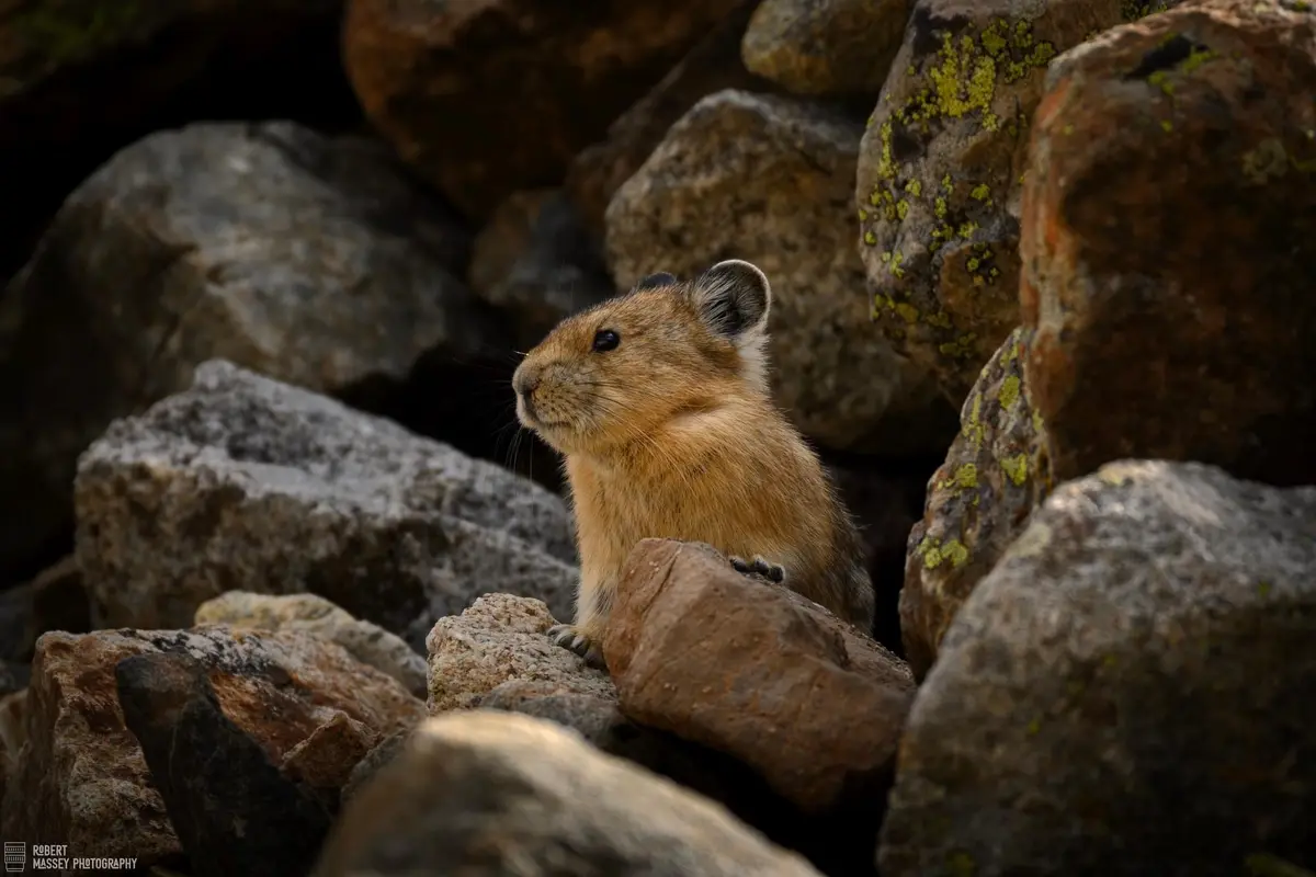 A small, furry pika with brownish-orange fur and large ears sits alertly among large, mossy rocks. The image has overlaid…