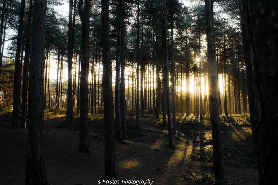Peeking through the trees reveals hidden wonders.