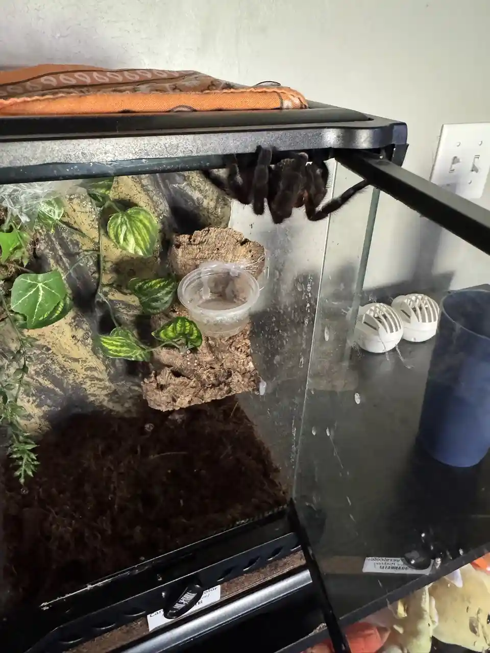 Meet Spooder, the cutest little creature!