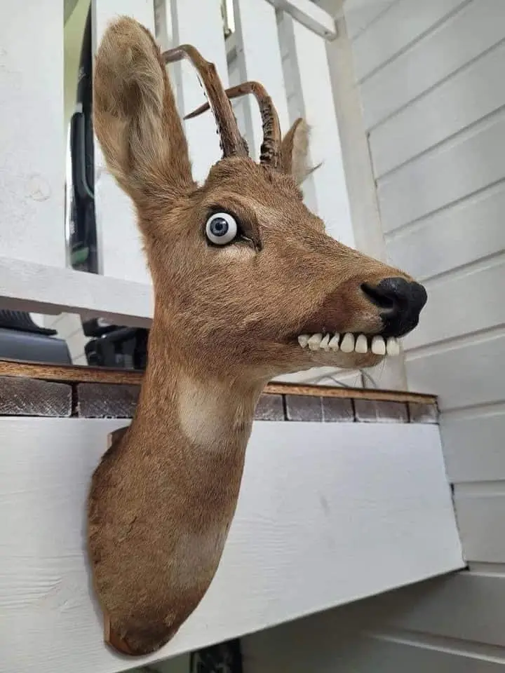 A mounted deer head taxidermy piece is shown with a single large blue human-like eye and a row of human-like white teeth…