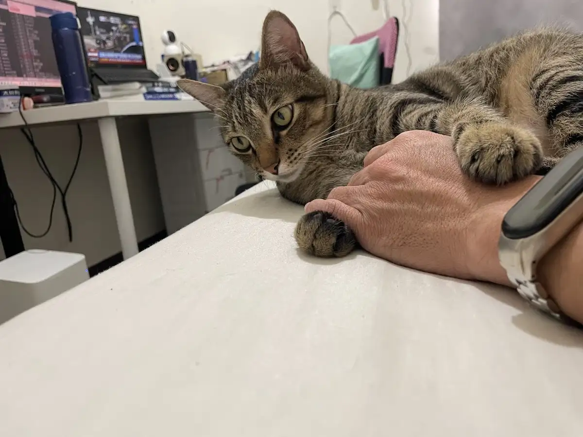 The Adorable Cat Chronicles