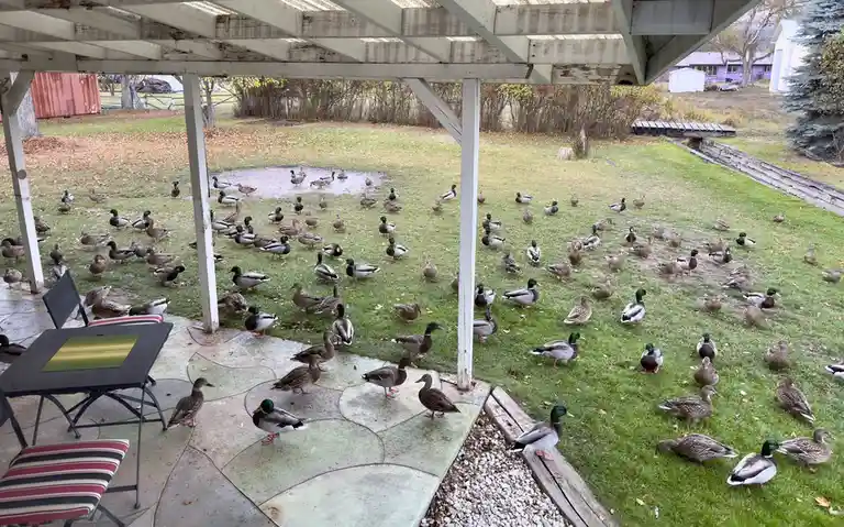 A backyard patio and lawn are densely populated with dozens of mallard ducks, some standing on concrete pavers and others on…
