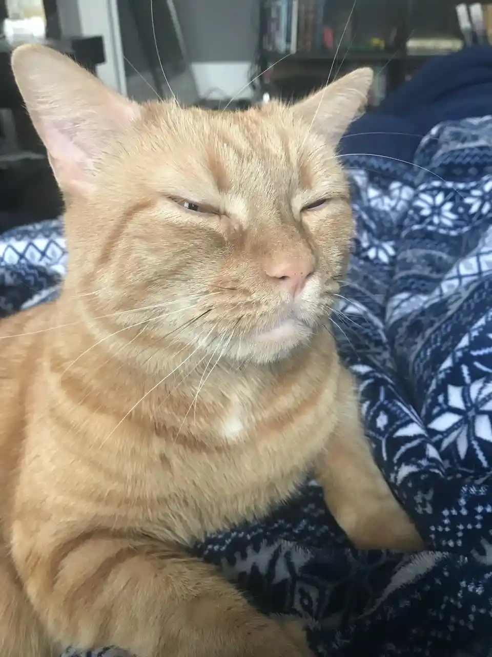 A close-up photo of a ginger tabby cat with its eyes half-closed and face relaxed, sitting on a blue and white patterned…