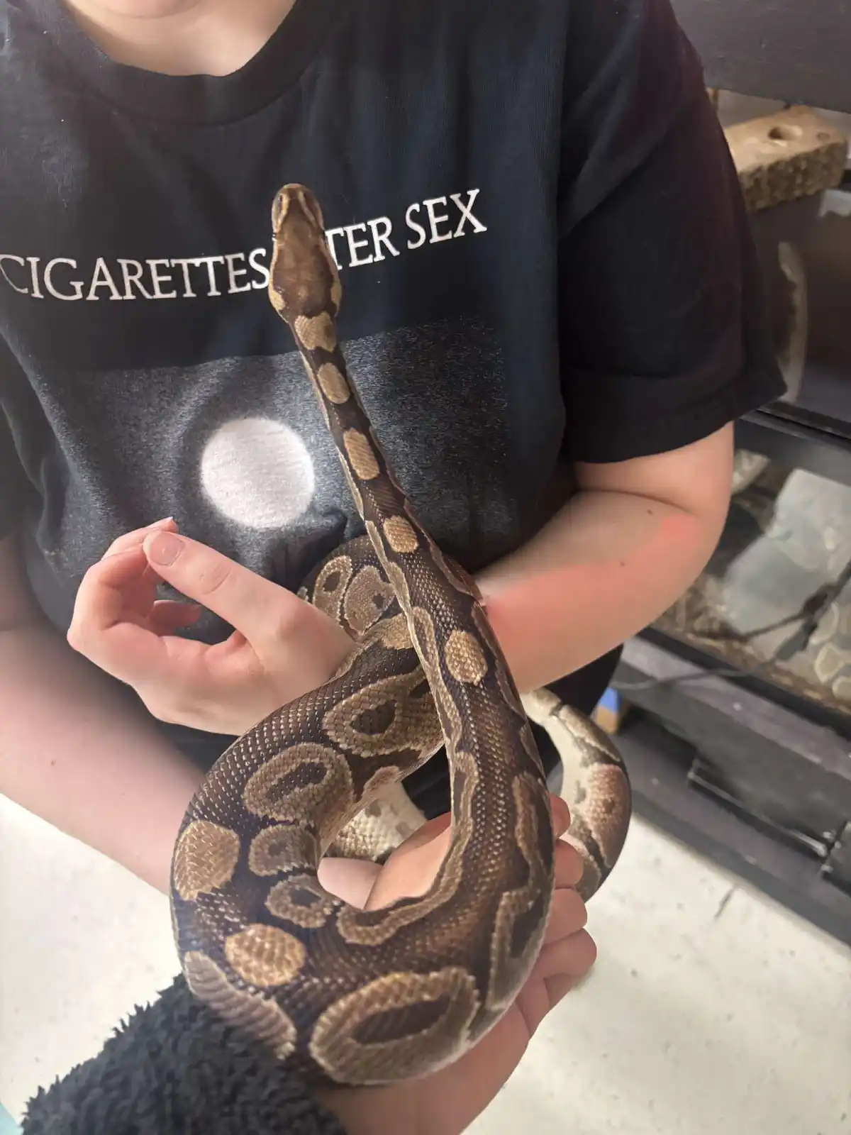 A person wearing a black t-shirt with the text 'CIGARETTES AFTER SEX' is holding a large, patterned ball python. The snake…