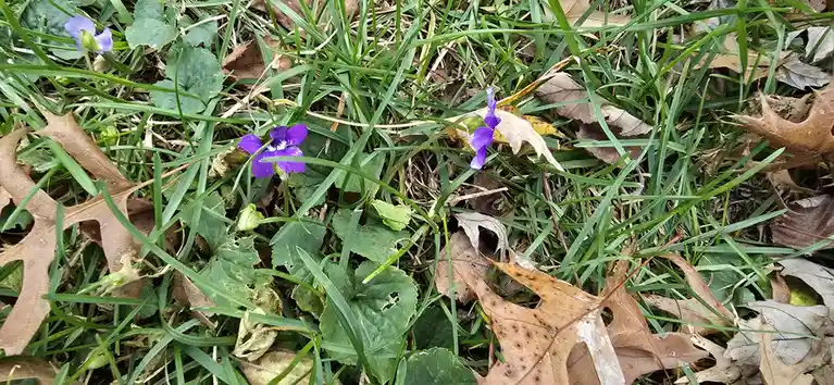 When Flowers Are Just as Confused as You Are