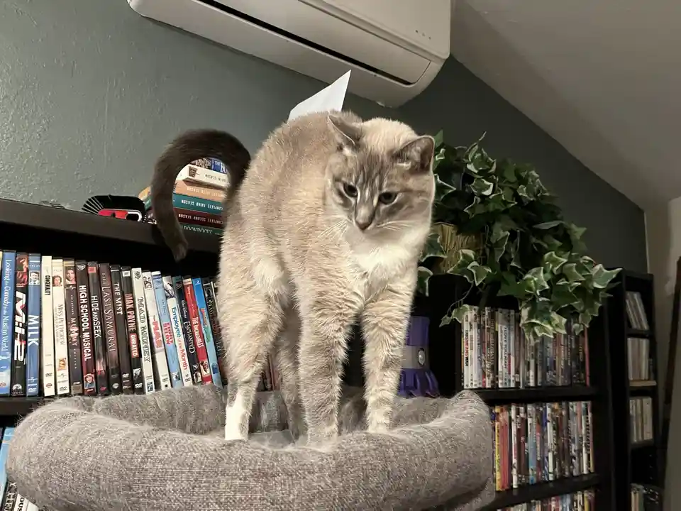 Daily Cat Chronicles: Ivy's Journey, Day 322