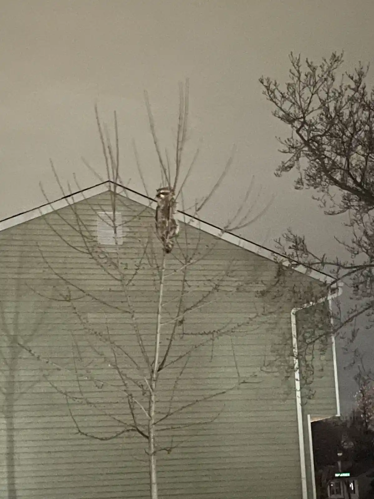 A raccoon is perched on the peak of a house roof, surrounded by bare tree branches against a gray sky. The image is in black…