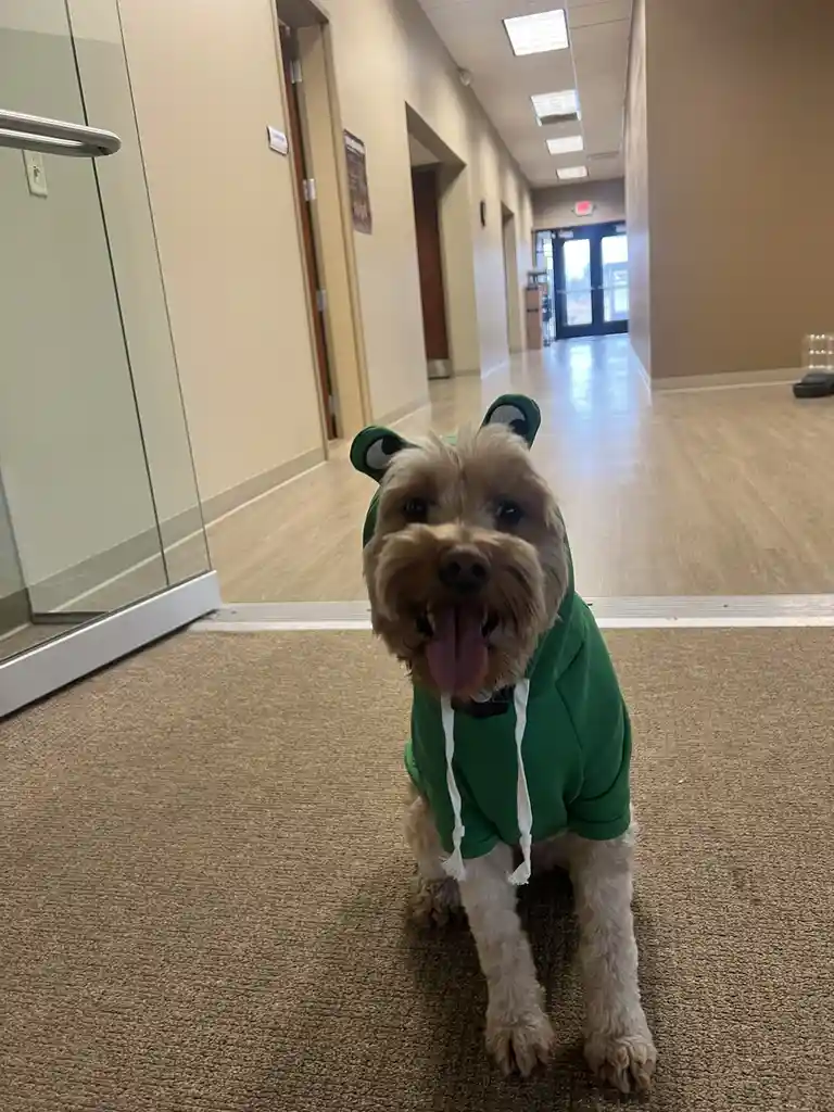 A small, fluffy dog with light brown fur sits on a beige carpet in an office hallway, wearing a green frog-themed hoodie…