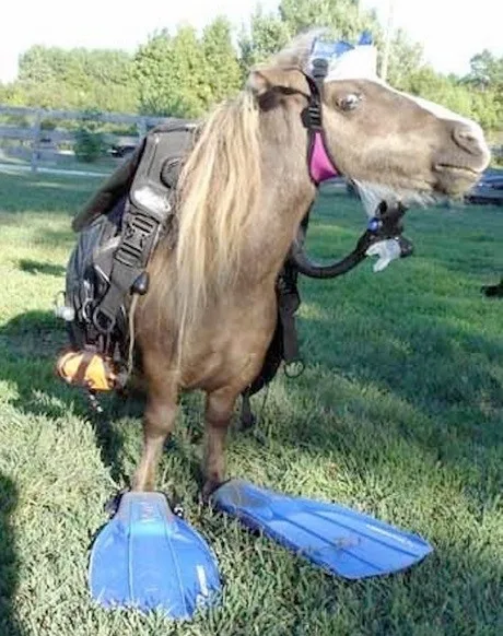 A small brown pony stands on grass wearing a full scuba diving outfit including a tank, regulator, and blue flippers on its…