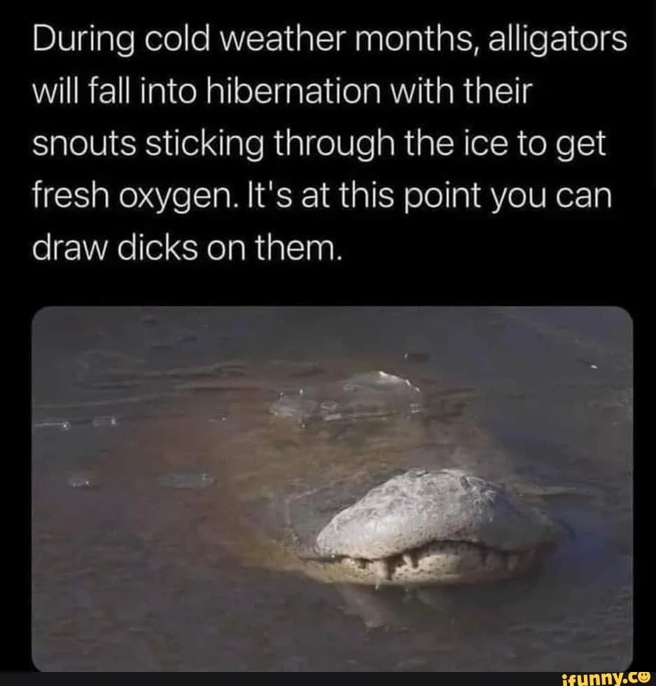 An alligator's head is visible poking through a layer of ice in murky water, with text overlaid explaining that during…