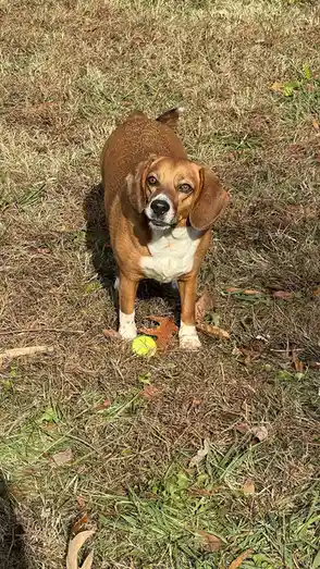 Corny and His Beloved Treasure