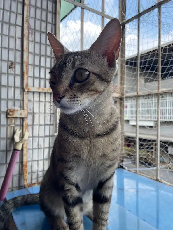 Cute kitty vibes
