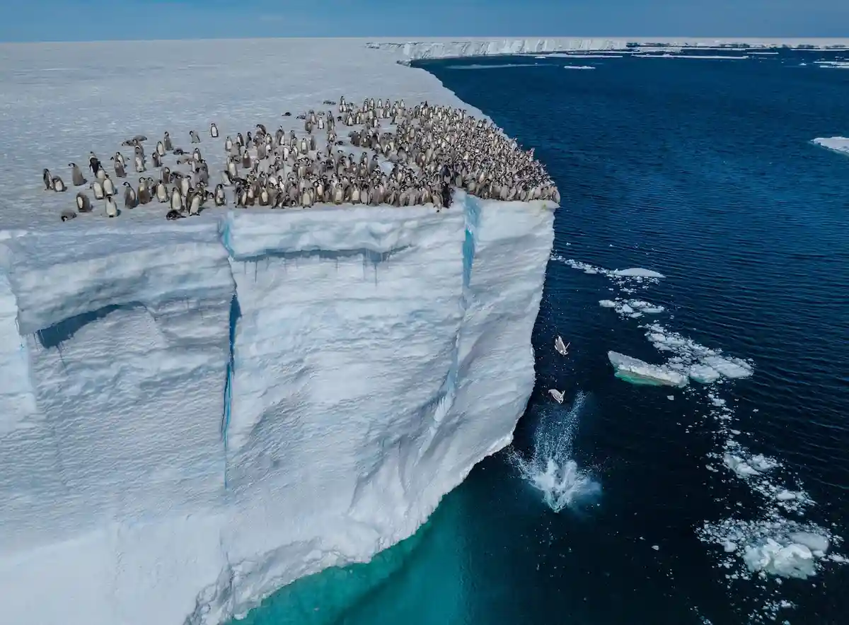 An aerial view shows a large colony of penguins densely packed on the flat top of a towering iceberg, with the sheer ice…