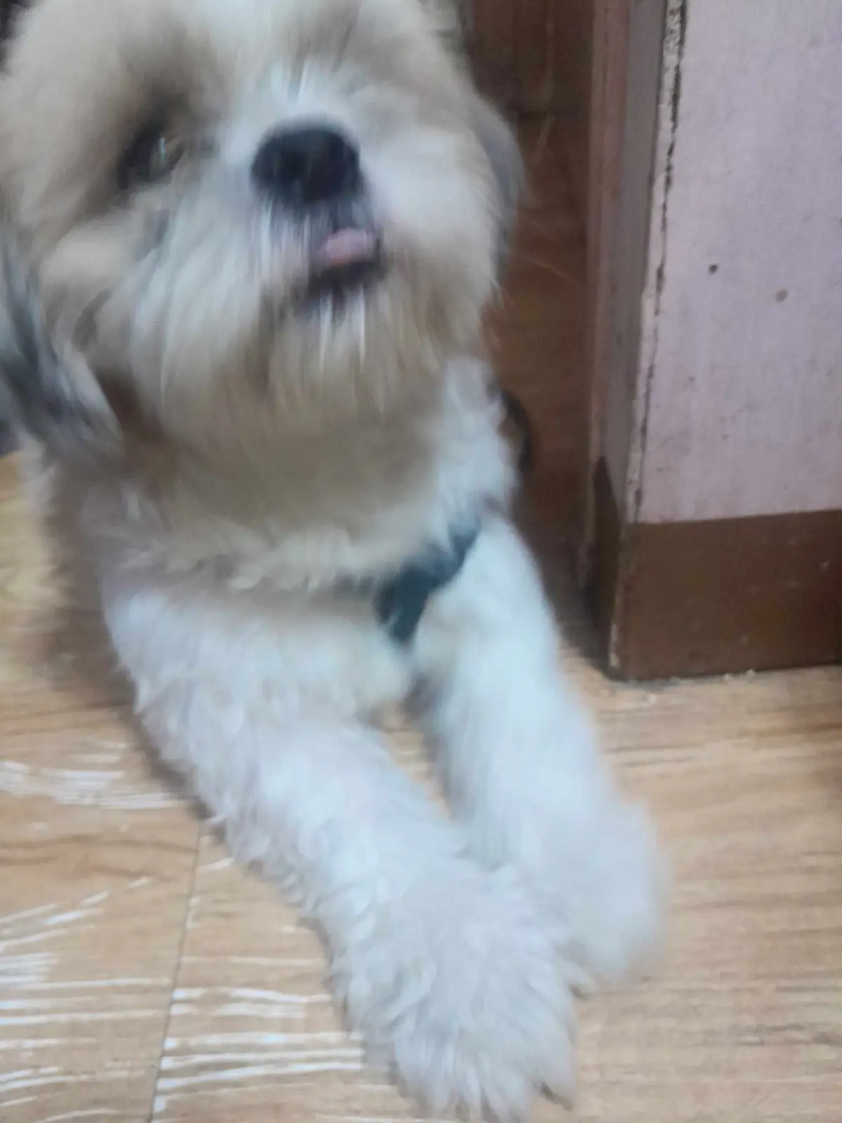 Adorable Doggo with a Playful Tongue Out