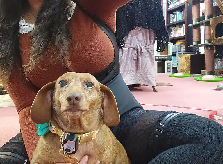 A small brown dachshund with large, expressive blue eyes sits in front of a person wearing a rust-colored top and black…