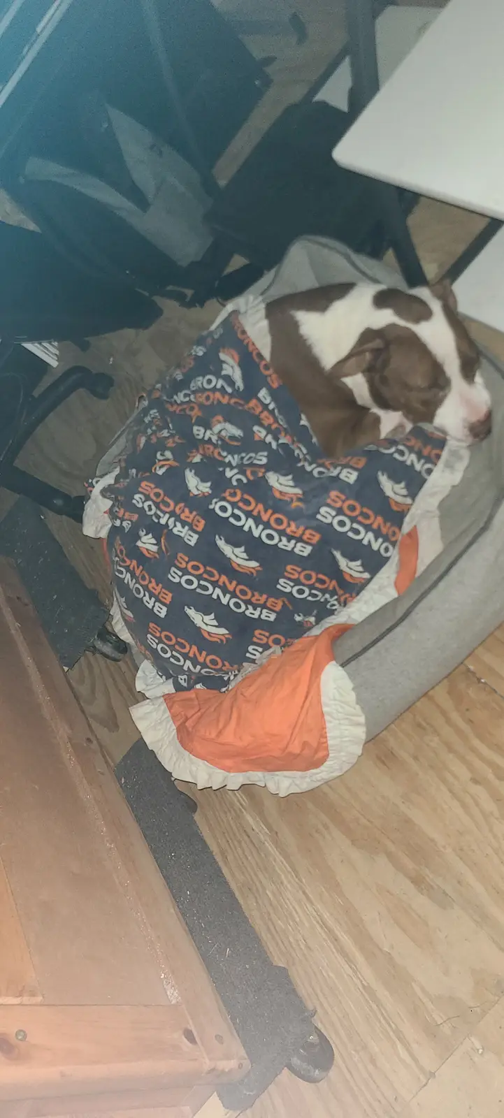 A brown and white dog is sleeping soundly in a gray dog bed, wrapped in a Denver Broncos-themed blanket with repeating team…