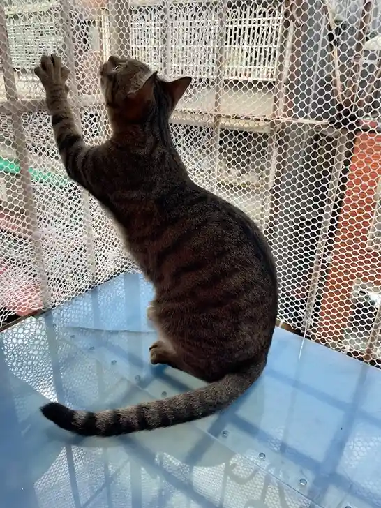 A tabby cat stands on a blue plastic surface, stretching upward with one paw against a white mesh fence, looking intently…