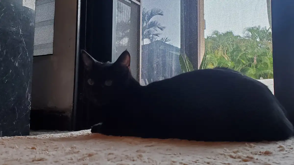 A black cat is lying on a textured beige surface near a screen door, looking directly at the camera with wide eyes. Outside…