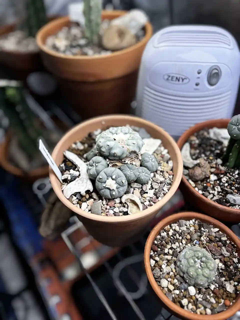 A close-up photo shows several potted cacti and succulents in terracotta pots, with a white 'ZENY' brand humidifier visible…