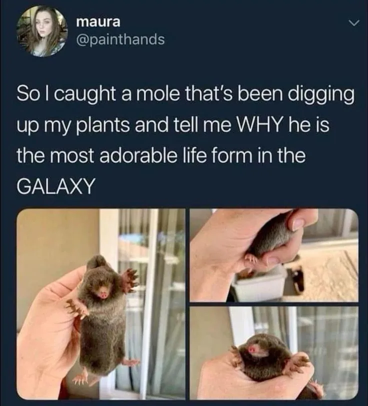 A tweet from user maura (@paintthands) shows three photos of a small, furry mole being held in a person's hand. The mole has…