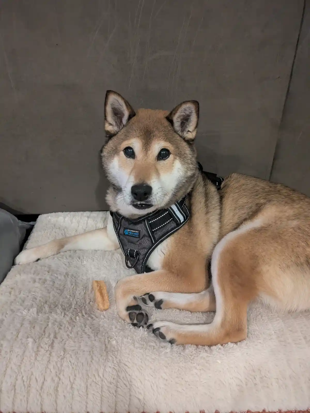 A tan and white Shiba Inu dog wearing a black harness lies on a fluffy white dog bed, looking directly at the camera with a…