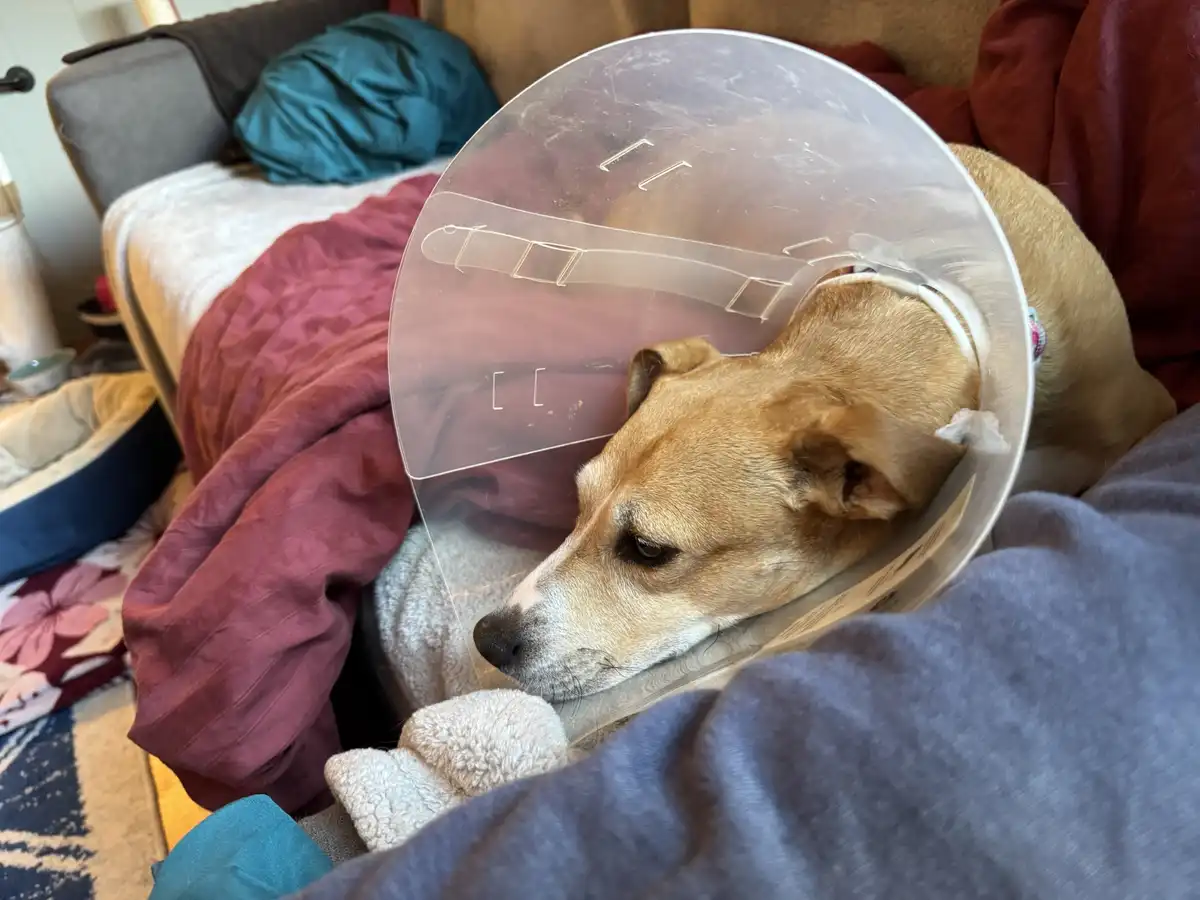 A light brown dog with a sad expression is lying on a couch covered in blankets, wearing a clear plastic cone around its…