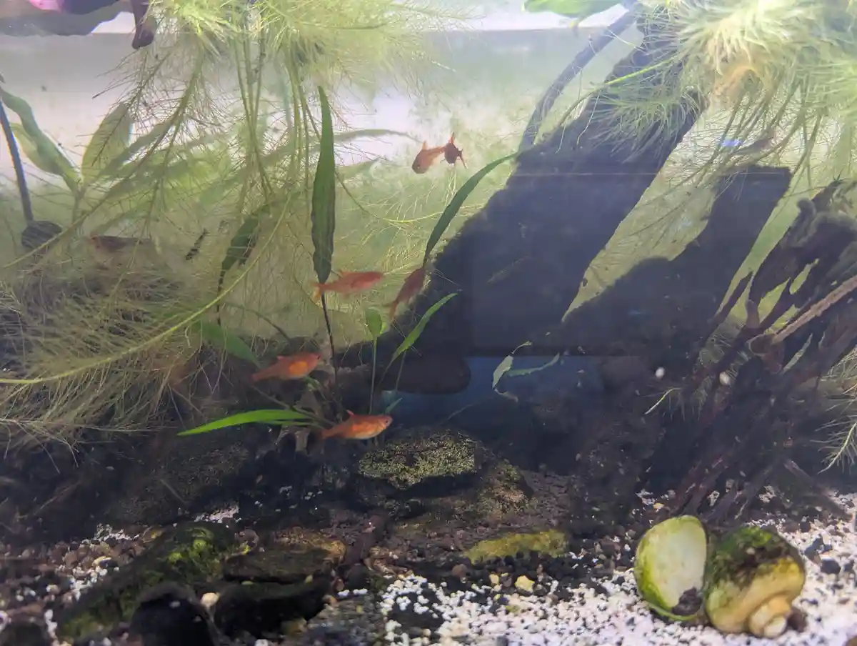 February 2025 Update: Filter Feeder Aquarium Adventures