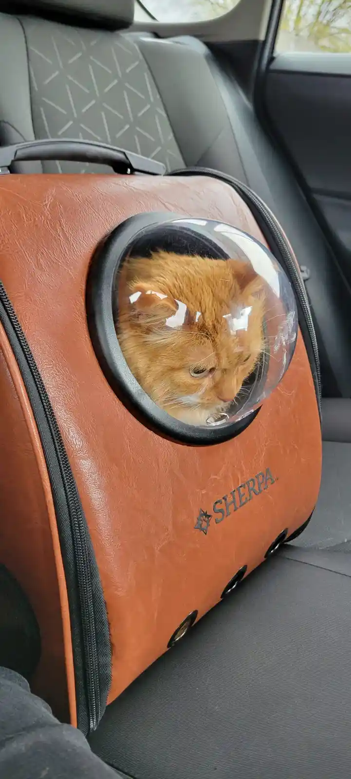 An orange tabby cat with a white muzzle is visible through a transparent dome on a brown, zippered pet carrier branded…