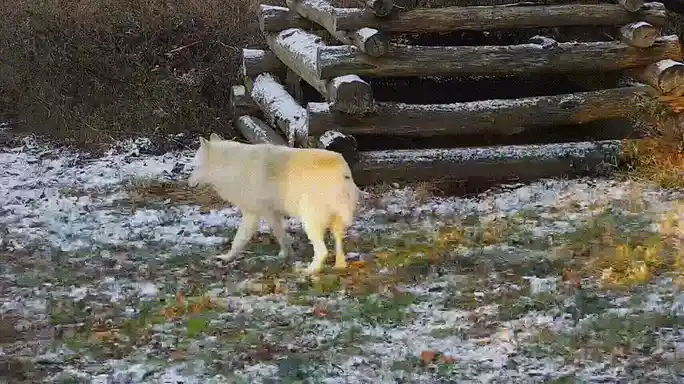 The Majestic Wolf Stretch