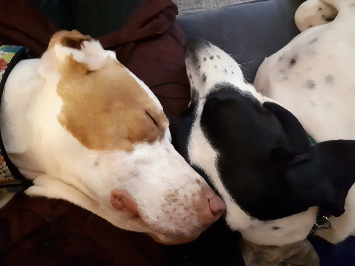 Two dogs are sleeping side-by-side on a couch, one with brown and white fur, the other with black and white fur. Their heads…