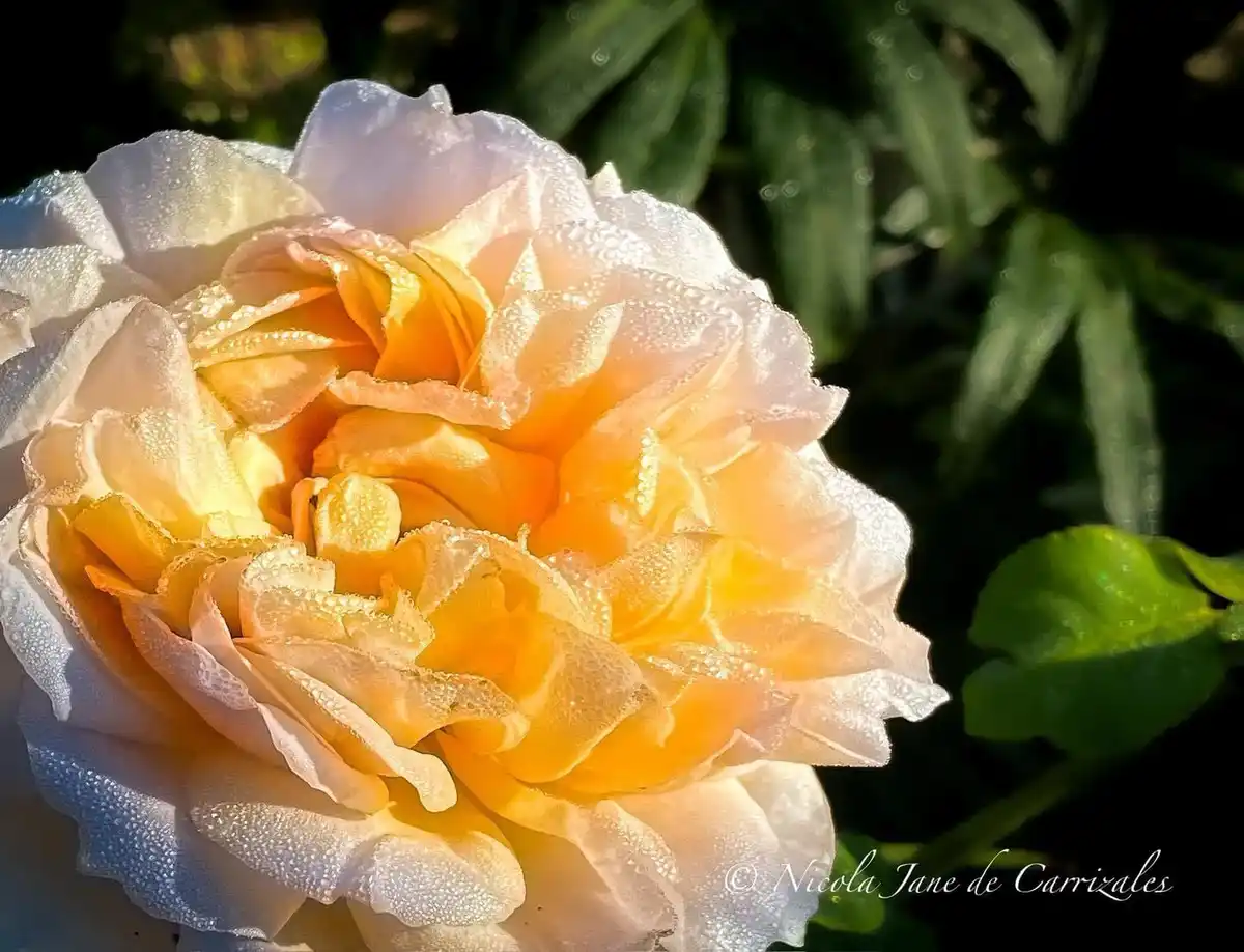 A close-up photograph of a pale yellow and white rose with dewdrops on its petals, backlit by sunlight against a dark green…