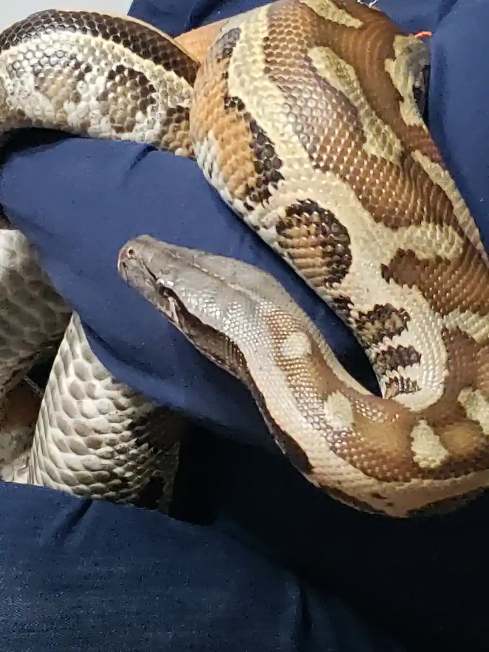 A large, patterned snake with brown, tan, and cream scales is coiled around a person wearing blue gloves. The snake's head…