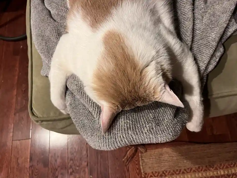 Our Cat Has Officially Lost Its Feet!