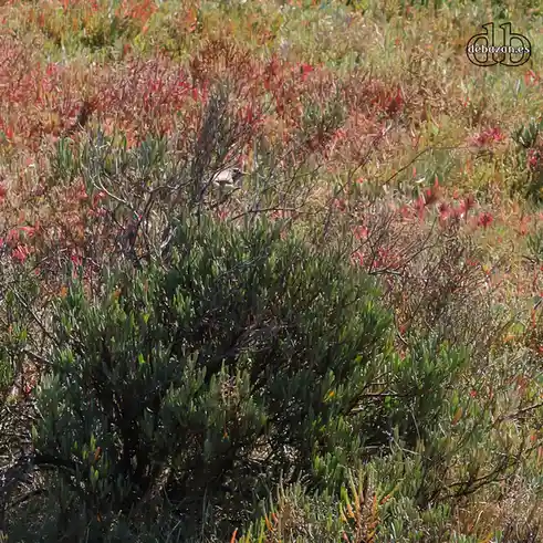 A small bird is perched on a branch of a bush in a field of red and green vegetation. The bird is partially obscured by the…