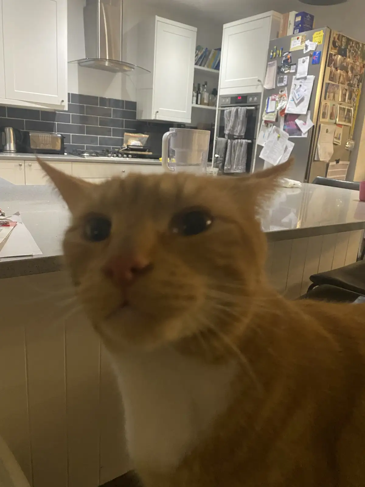 A blurry, close-up photo of an orange tabby cat with wide, unblinking eyes staring directly at the camera in a kitchen. The…