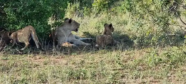 Final Snapshots from Kruger National Park