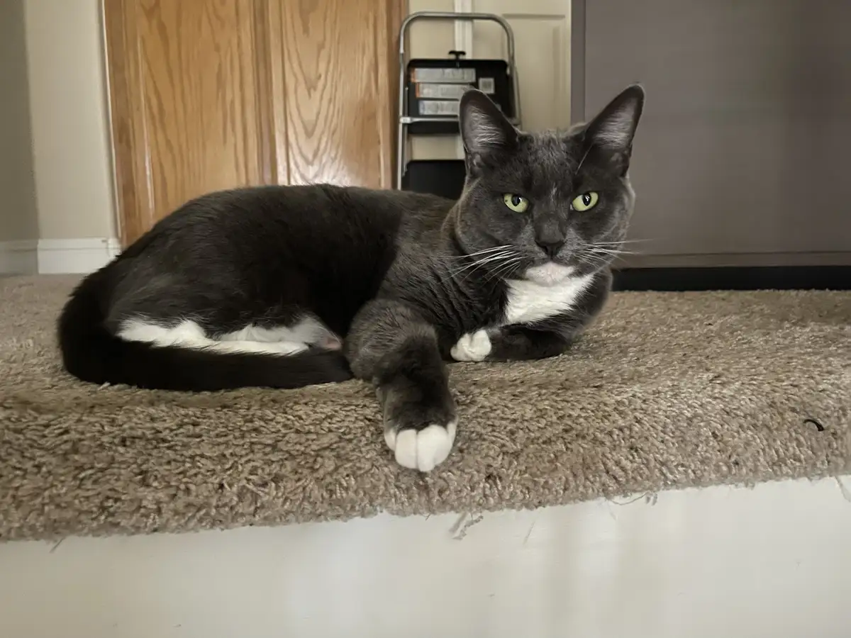 A gray and white domestic cat with bright green eyes is lying on a beige carpeted step, looking directly at the camera with…