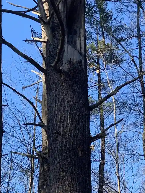 A close-up photo of a tall, weathered tree trunk in a forest with bare branches against a clear blue sky, featuring a large…