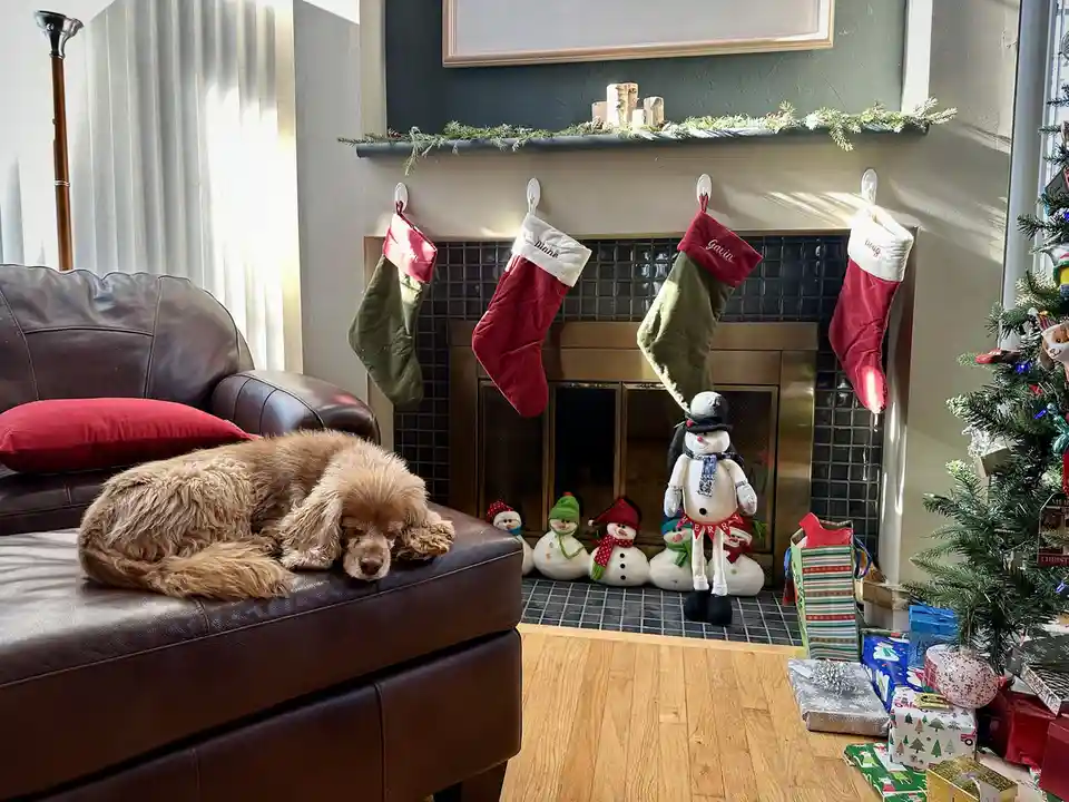 A fluffy brown dog is sleeping soundly on a brown leather ottoman in a festively decorated living room. Behind the dog, a…